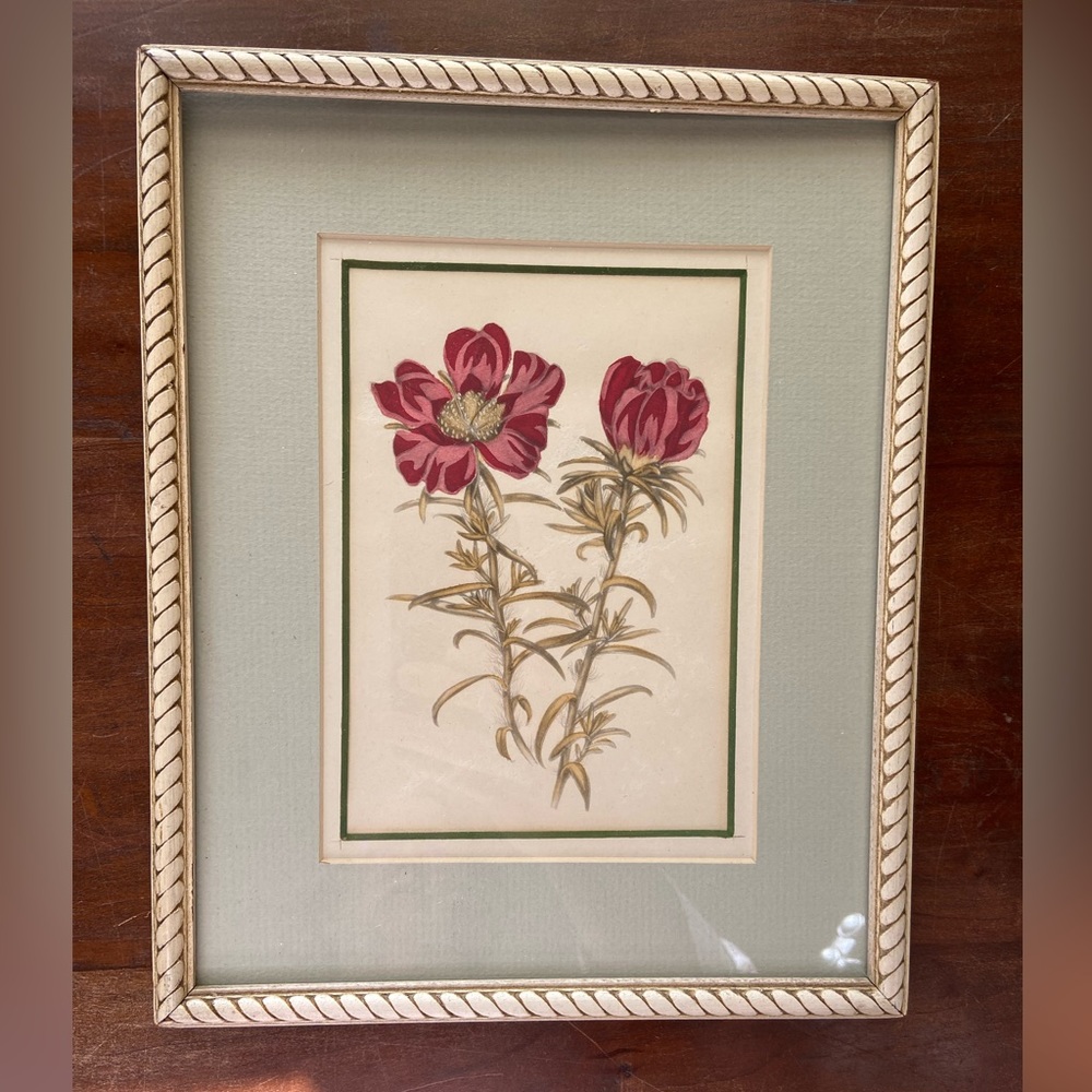Framed Botanical watercolor‎ & pencil Original Art. Vintage. 8.6" x 10.75"